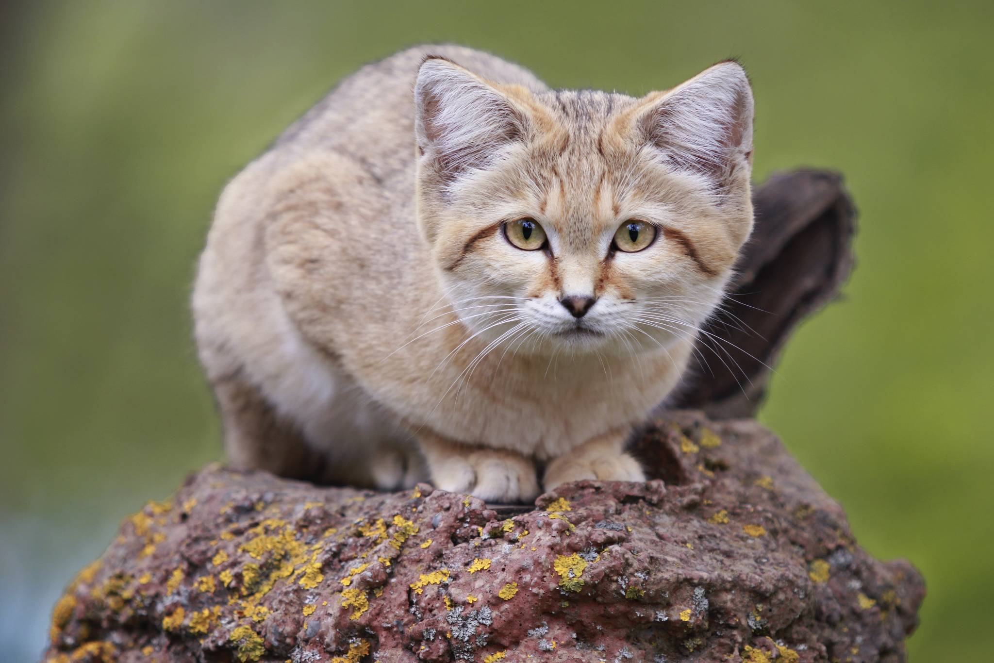 Почему так популярен барханный кот, и как за ним ухаживать - мир кошек