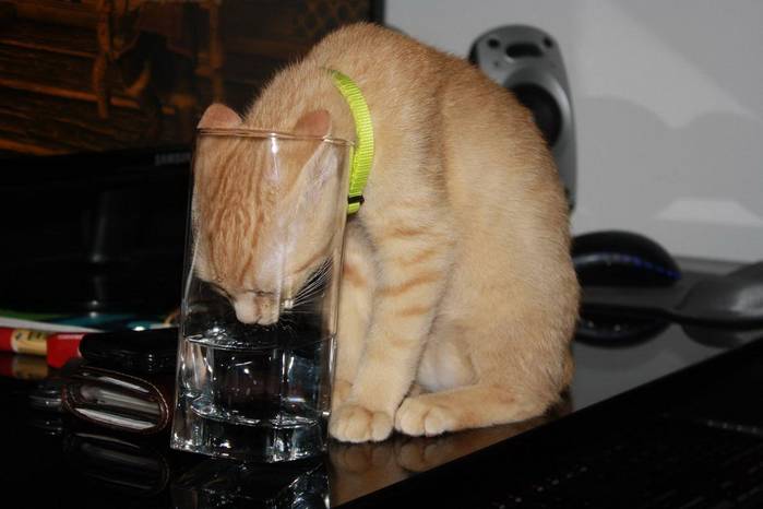 Как заставить кошку пить больше воды
