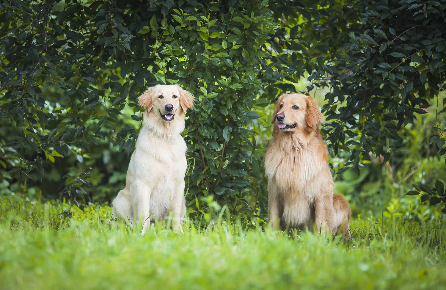 Характеристика собак породы золотистый (голден) ретривер с отзывами и фото