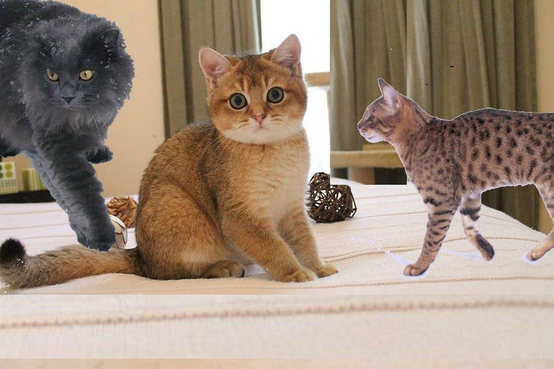 Самые ласковые породы кошек – какого питомца лучше завести для ребенка в квартире