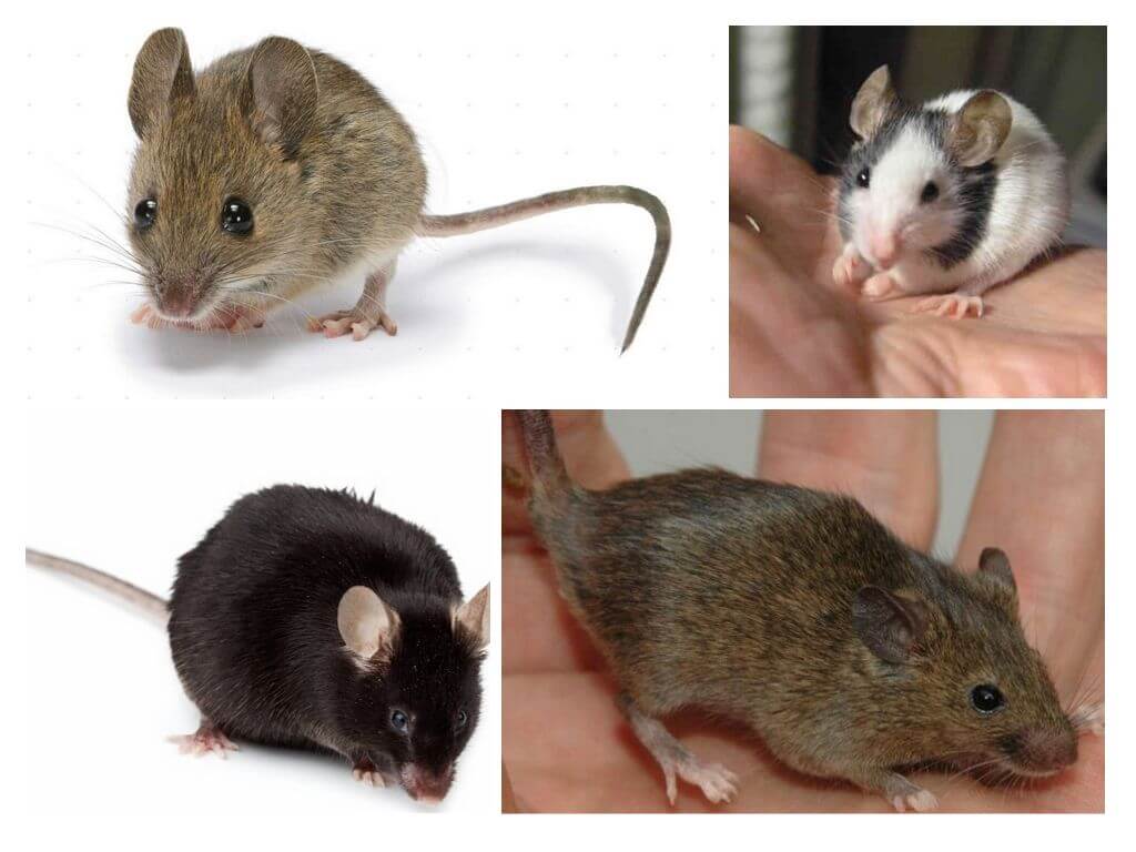 Как выглядит мышь — описание внешнего вида и размеров