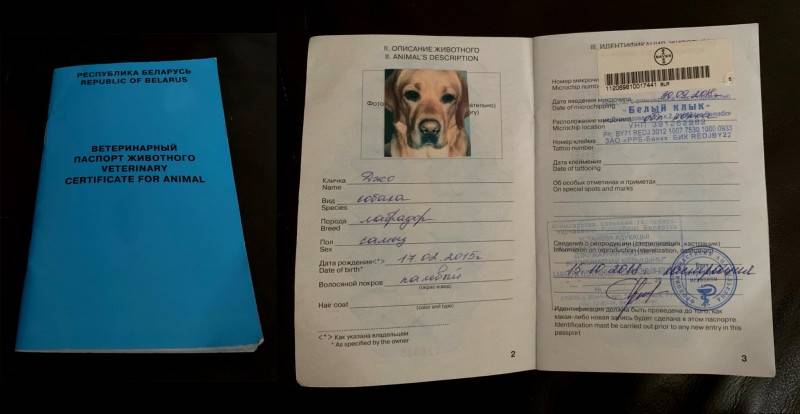 Ветеринарный паспорт на собаку: как сделать, где получить, для чего нужен собачий паспорт, какие еще бывают документы на собаку