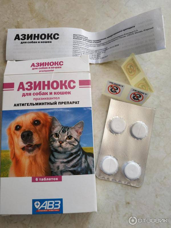 Азинокс для кошек: инструкция по применению, действие, эффективность и отзывы специалистов
