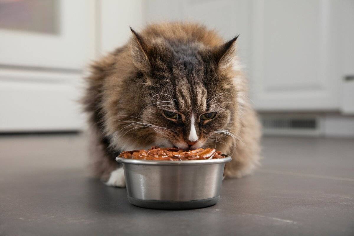 Зачем кошки закапывают еду