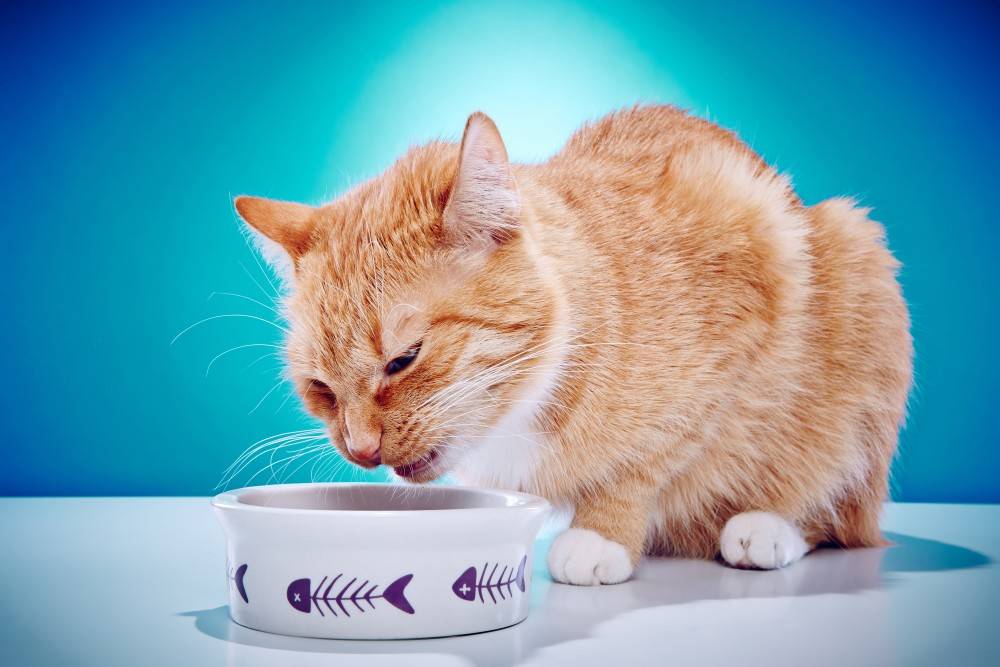 Что делать, если кошку рвет после еды непереваренной пищей