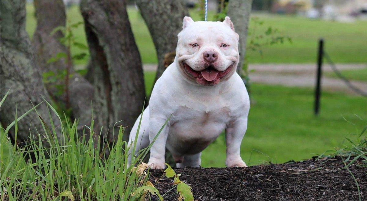 Американский булли – фото собаки, описание породы, цена щенков