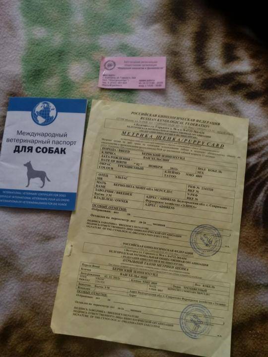 Ветеринарный паспорт собаки, правила заполнения