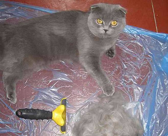 Почему кот начал лысеть, у него клоками выпадает шерсть и образуются проплешины: 11 причин облысения кошек