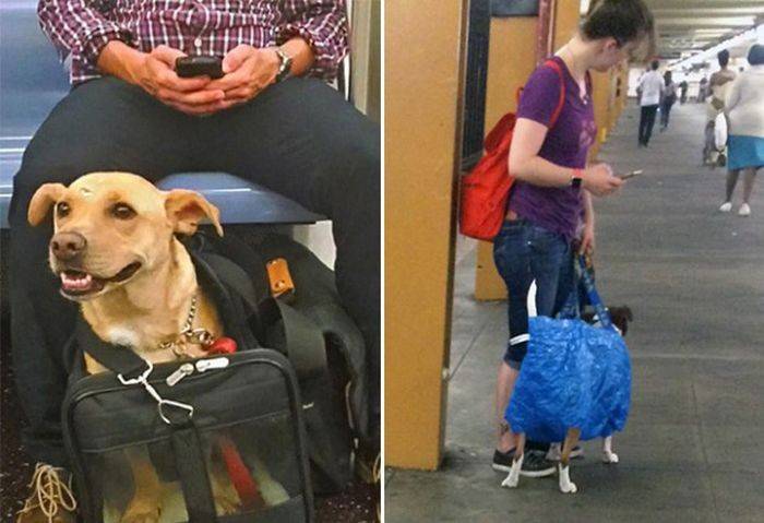 Можно ли в метро с собакой: немного о наболевшем