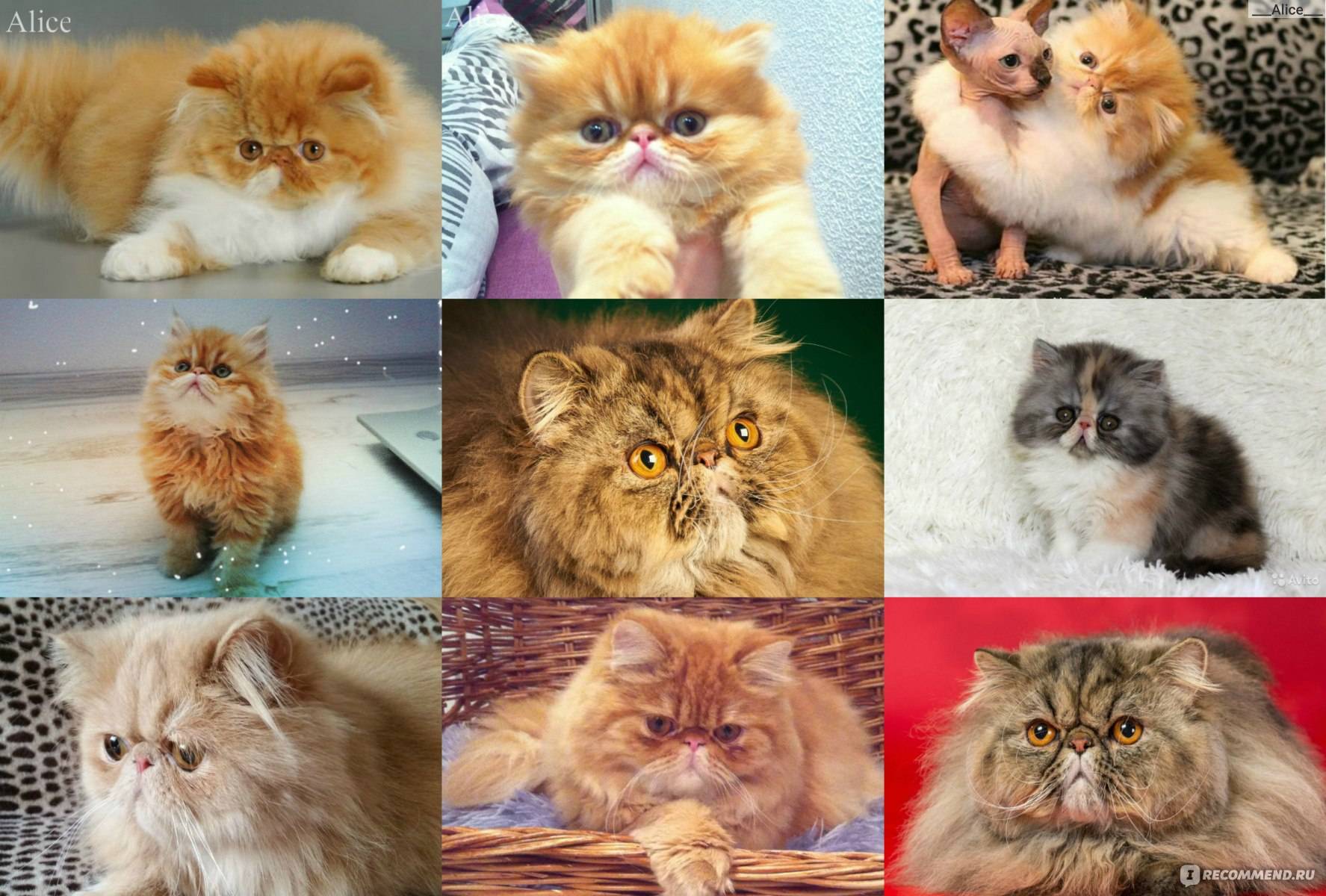 Персидский кот: фото, внешность, характер, воспитание и уход