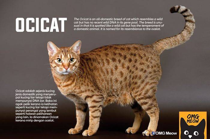 Злые кошки: топ самых агрессивных пород в мире