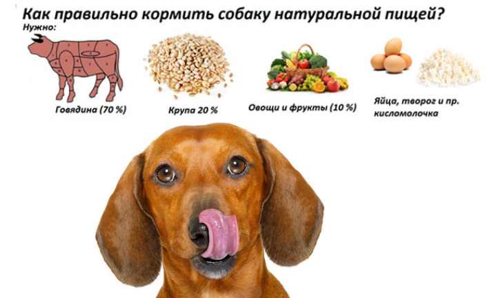 Можно ли собакам курицу и куриное мясо | dog-care - журнал про собак