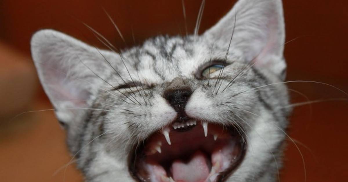 Когда меняются зубы у котят