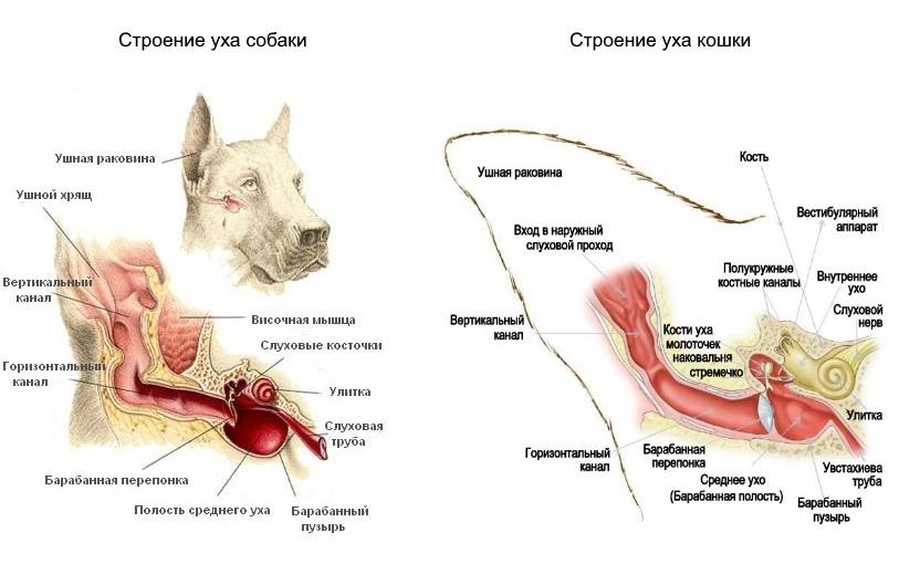 Как работает ультразвуковой отпугиватель собак – ответы эксперта