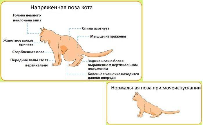 Отит у кошек симптомы и лечение в домашних условиях
