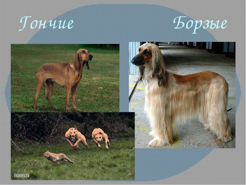 Дог - порода собак, ее представители с фото, описанием и названиями