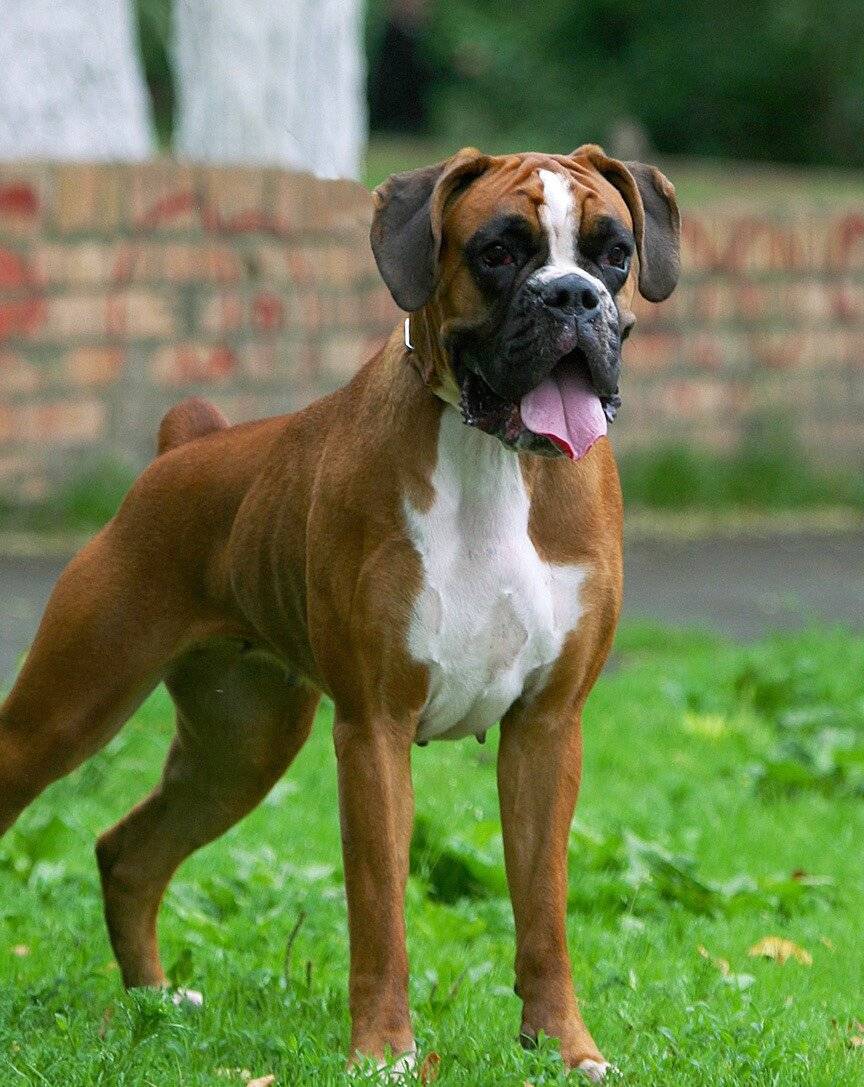Собака боксер — окрас, бойцовские качества, уход и воспитание, питание + 95 фото