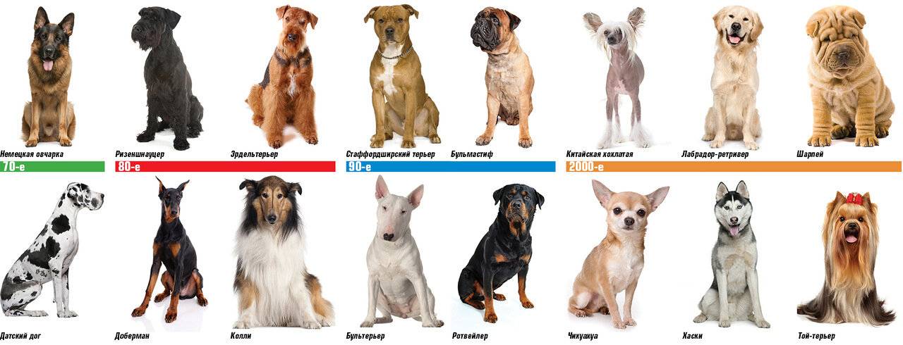 Определяем породу собаки, по внешности и характеру, признаку