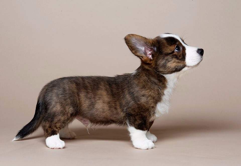 Породы собак с длинными ушами: описание и фото собак от мелких до самых крупных