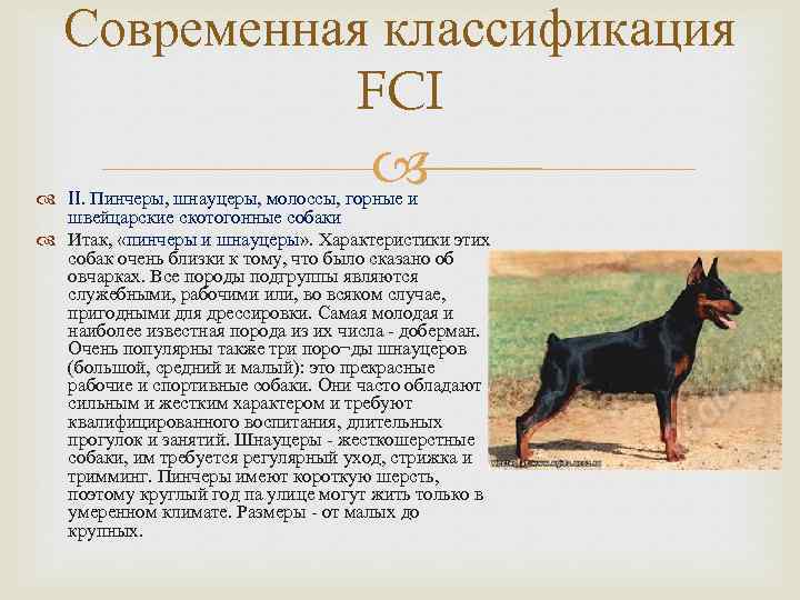 10 группа fci породы. как классифицируются породы собак? классификация по версии мкф - медицина для тебя