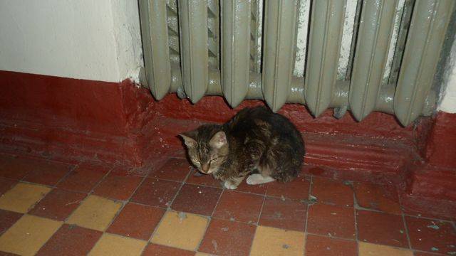 Help! как отучить соседскую кошку гадить под двери, чтобы ни одна кошка при этом не пострадала?