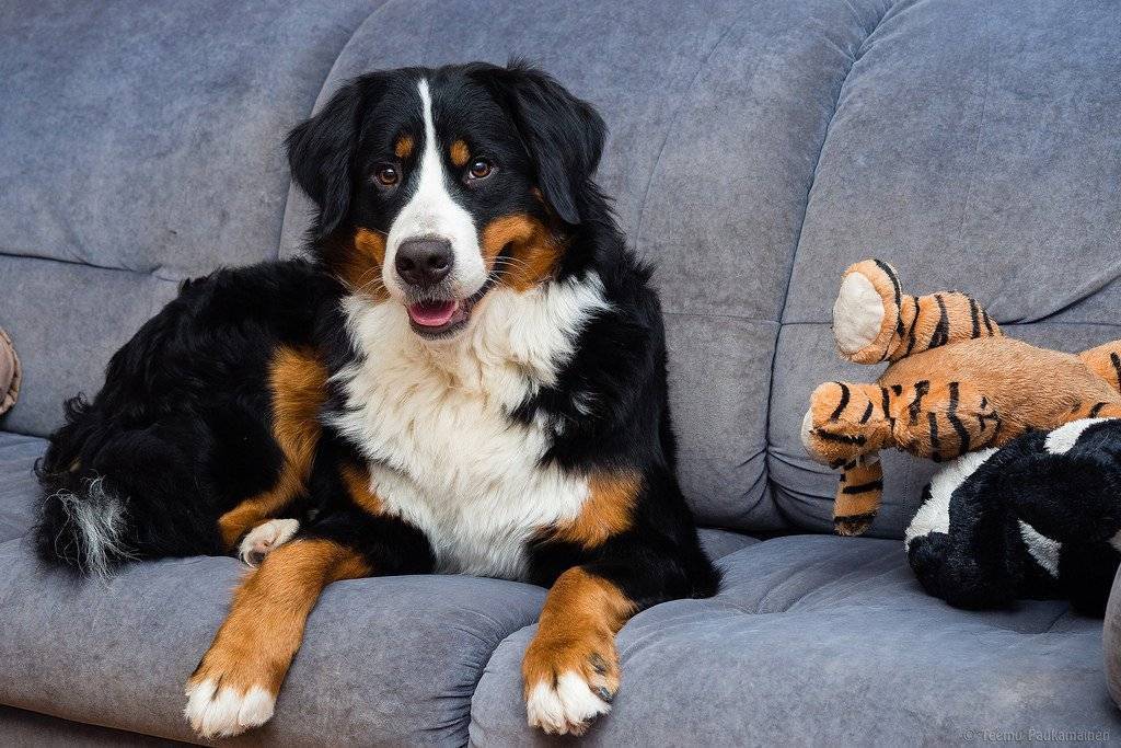 Описание породы собак большой швейцарский зенненхунд с отзывами и фото