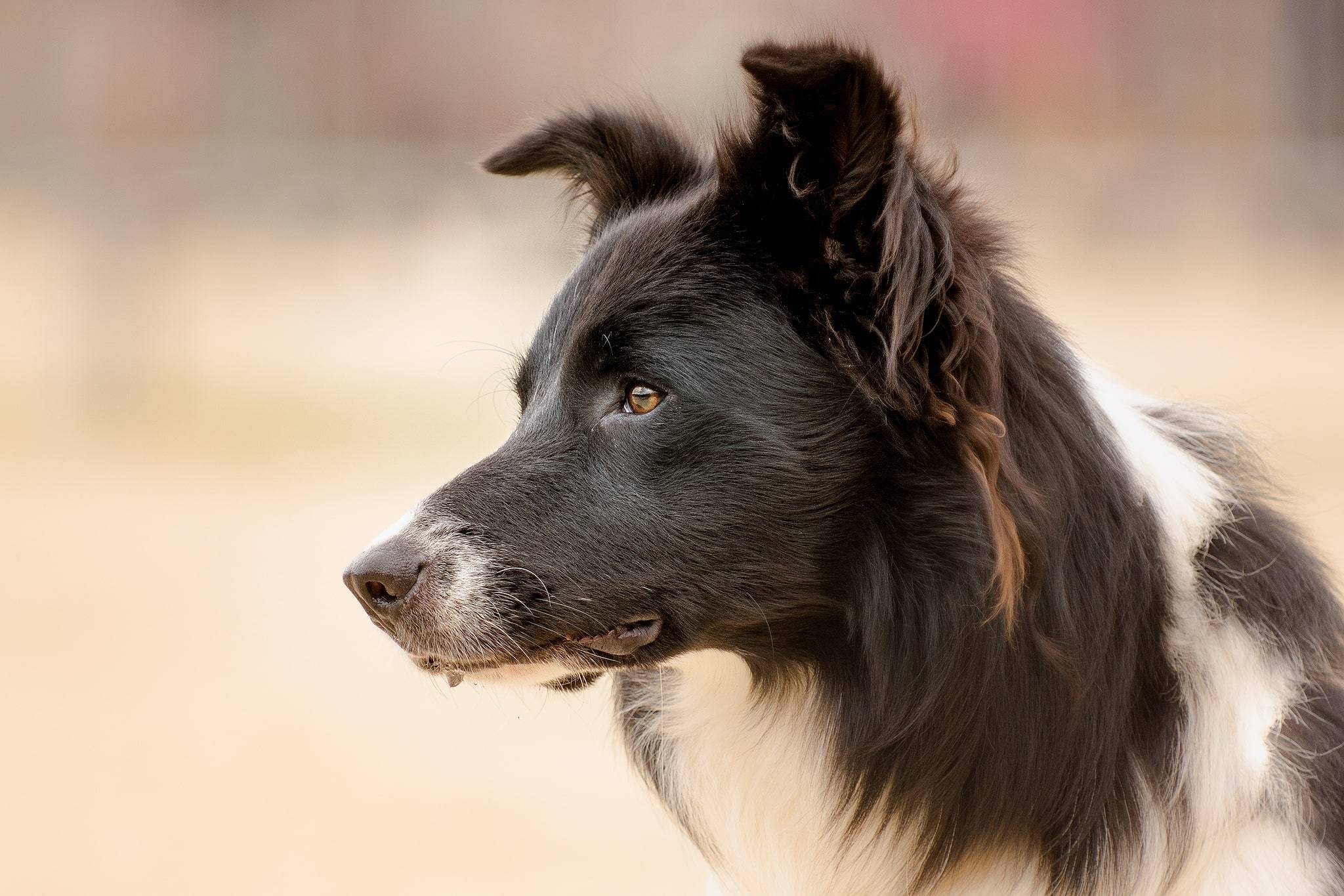 Самые умные породы собак: топ-10 с фото