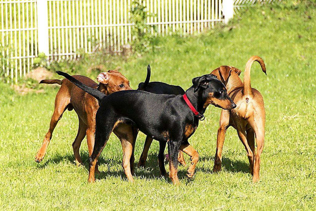 Австрийский короткошерстный пинчер | породы собак | ptichka.net - домашние питомцы