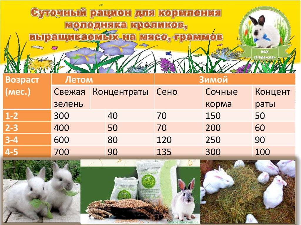 Сколько дней крольчиха кормит крольчат молоком и сколько раз в сутки