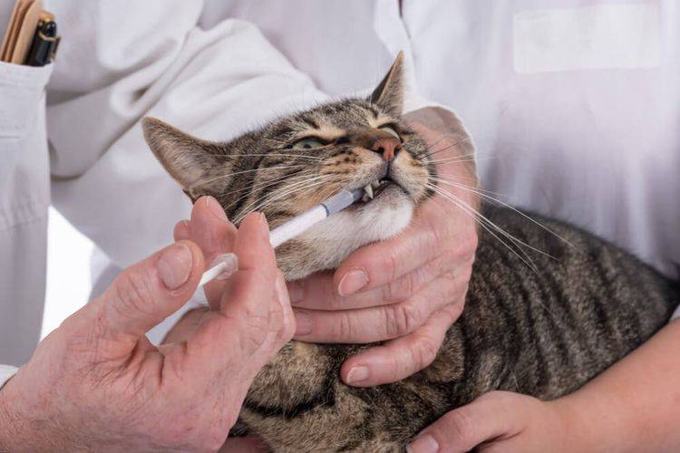 Как дать таблетку кошке:  4 способа с фото и видео