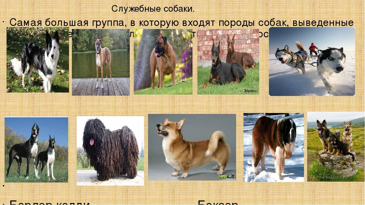 7 знаменитых пород собак, которых вывели в россии | русская семерка