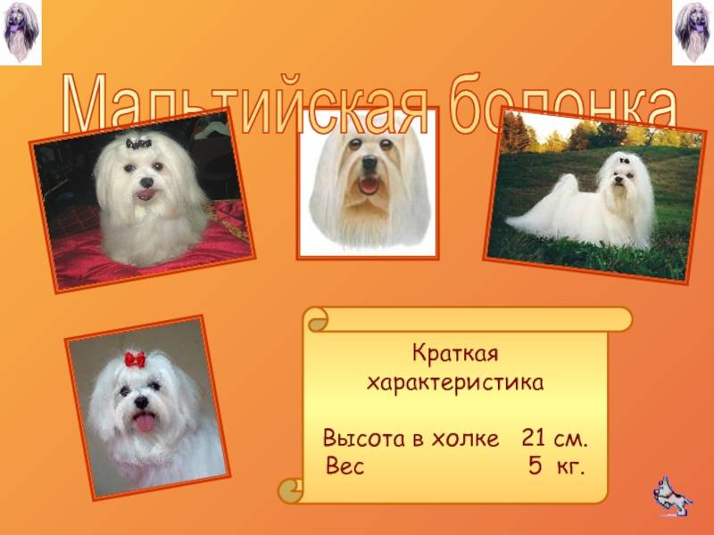 Порода собак русская цветная болонка - описание, характер, характеристика, фото русских цветных болонок и видео, цена