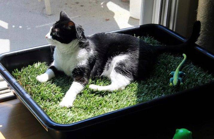 Трава для кошек (23 фото): какую травку любят есть коты? как сажать ее в горшок? как вырастить?