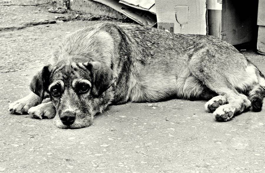 Смертельные болезни у собак: перечень популярных | блог ветклиники "беланта"