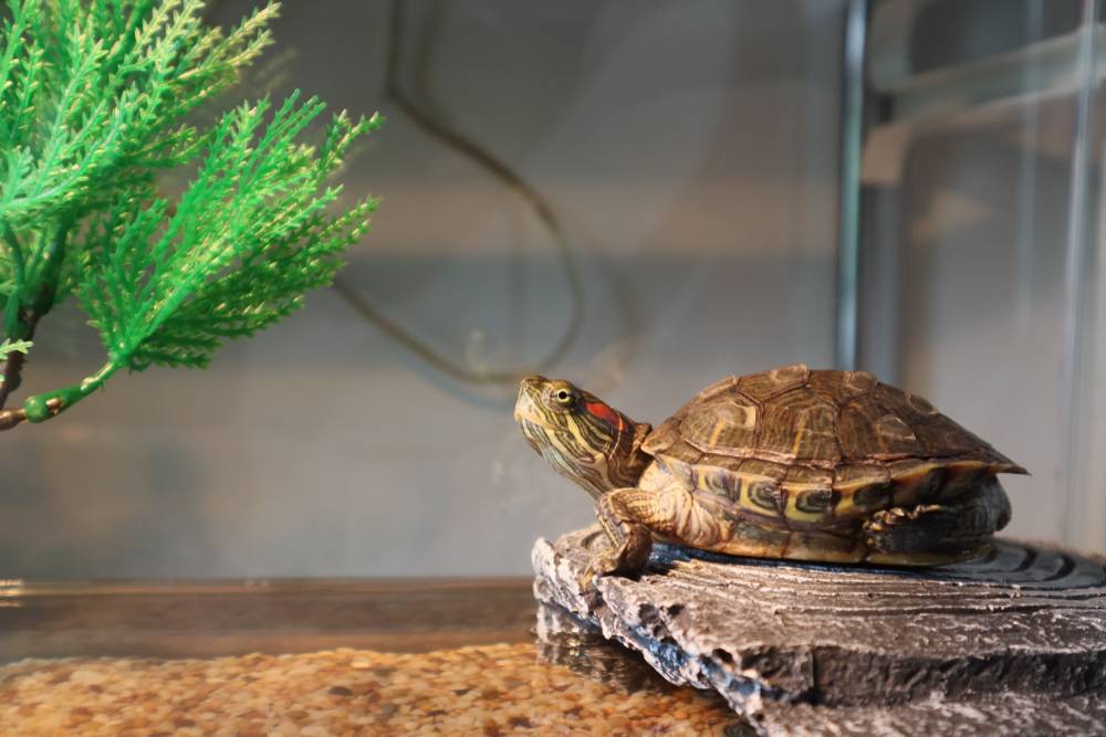 Cколько живут черепахи в домашних условиях (продолжительность жизни в годах): сухопутные, водные