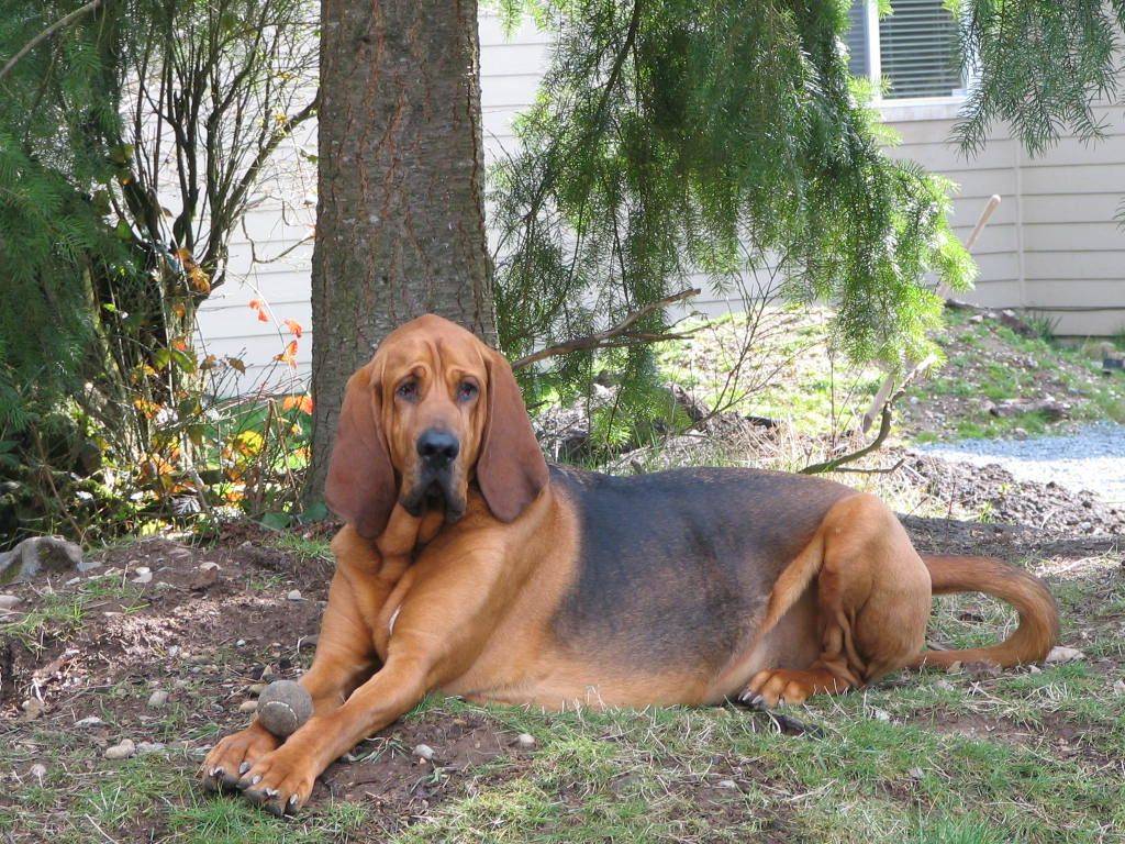 Собака бладхаунд — описание гончей породы