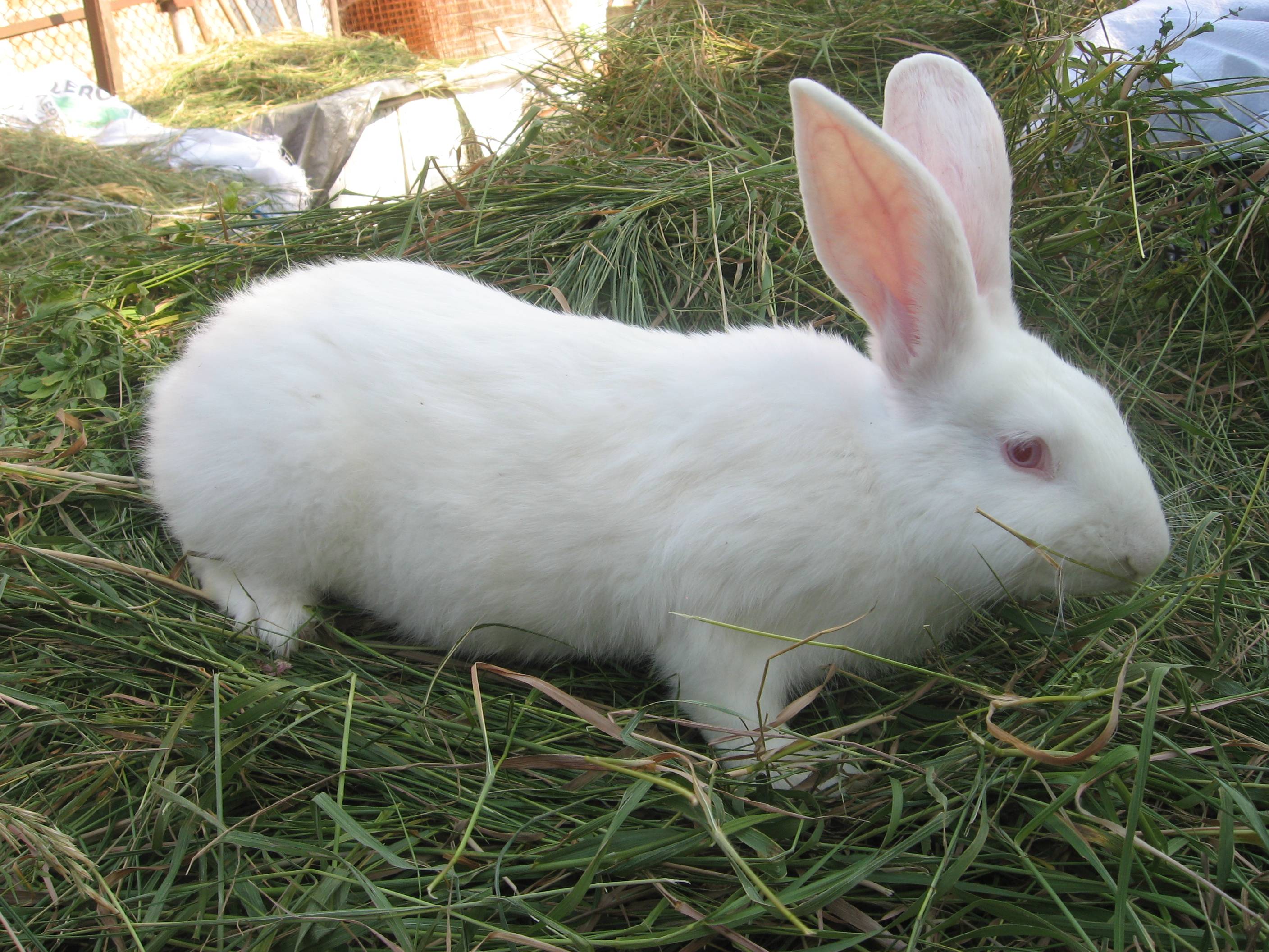 Кролик белый паннон — описание породы, характеристика, особенности содержания и разведения