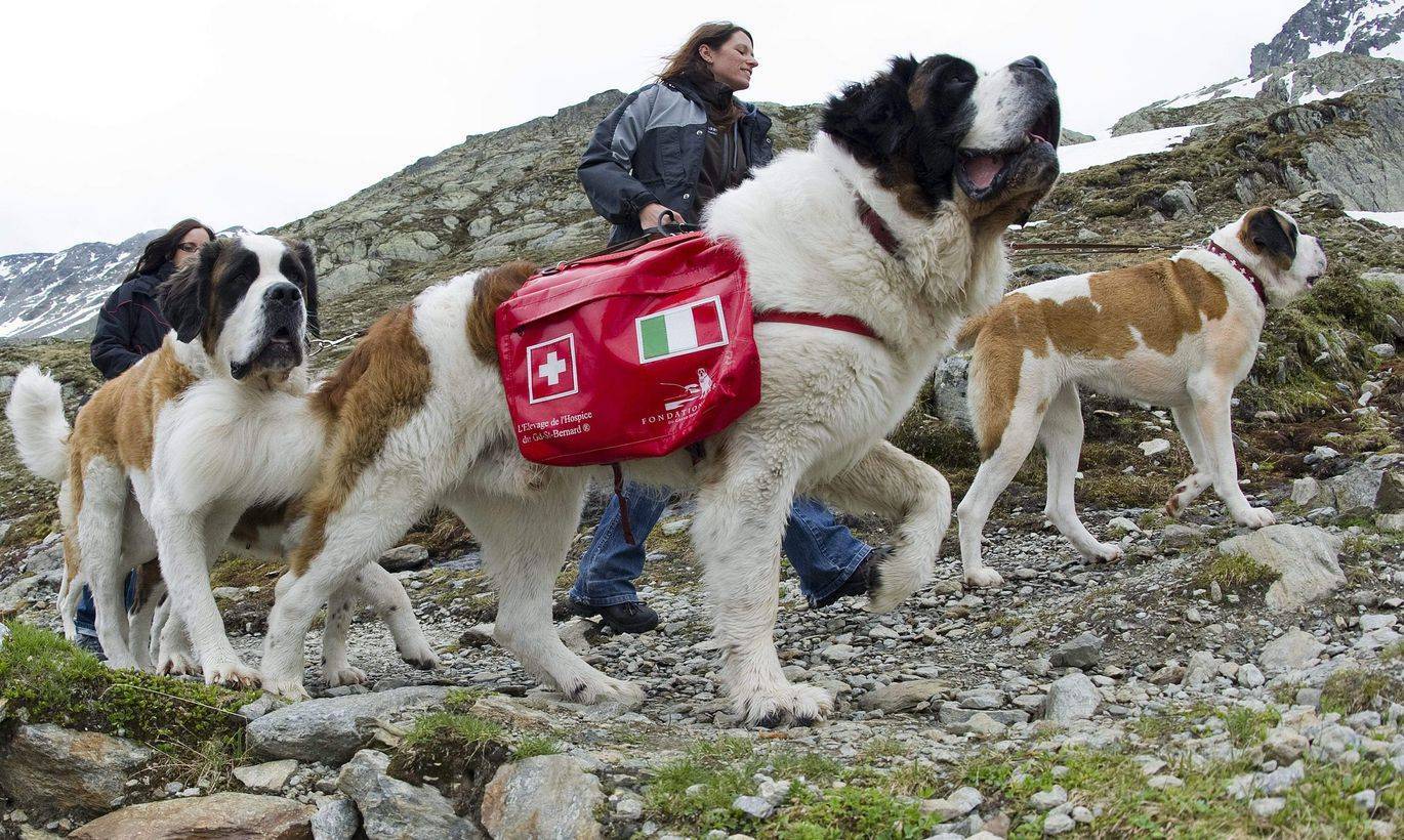 Собаки-спасатели (29 фото): популярные породы, которые помогают спасать альпинистов в горах и людей из воды