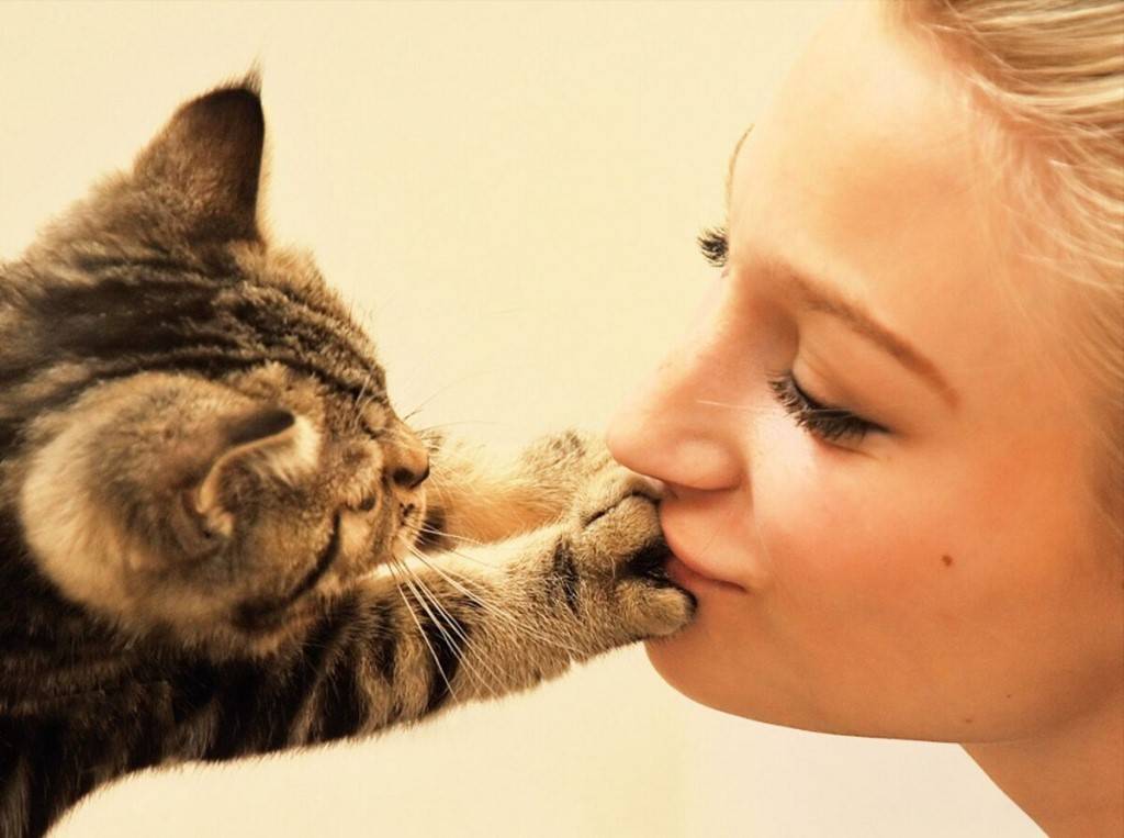 Почему нельзя целовать кошек?