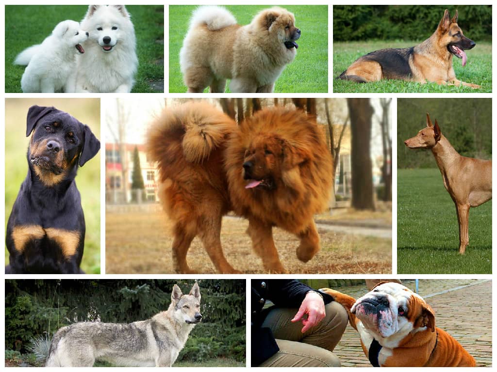 Самые красивые собаки в мире – парад достоинства, роскоши и умиления - kot-pes