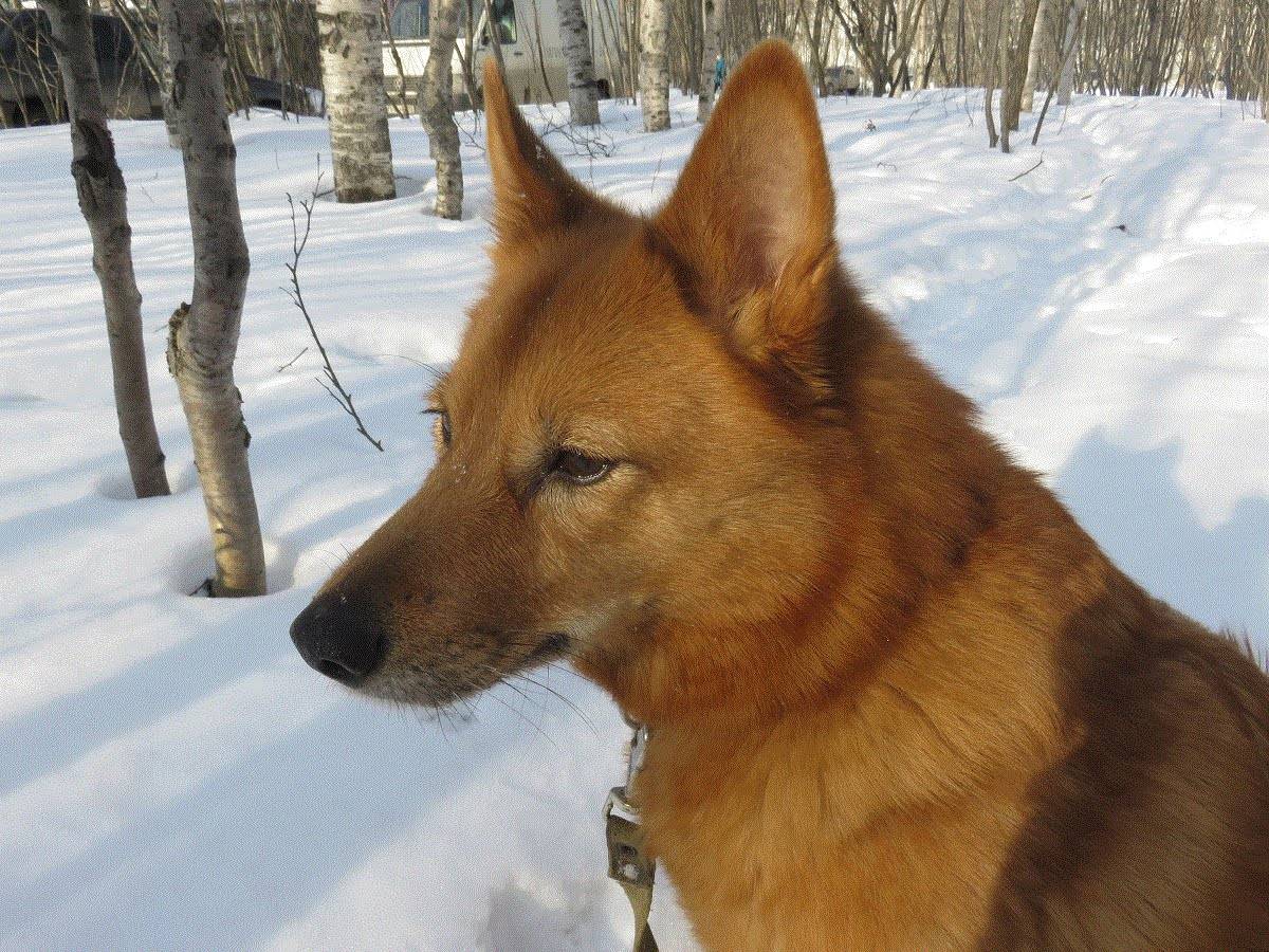 Порода собак карело-финская лайка - описание, характер, характеристика, фото карело-финских шпицев и видео, цена