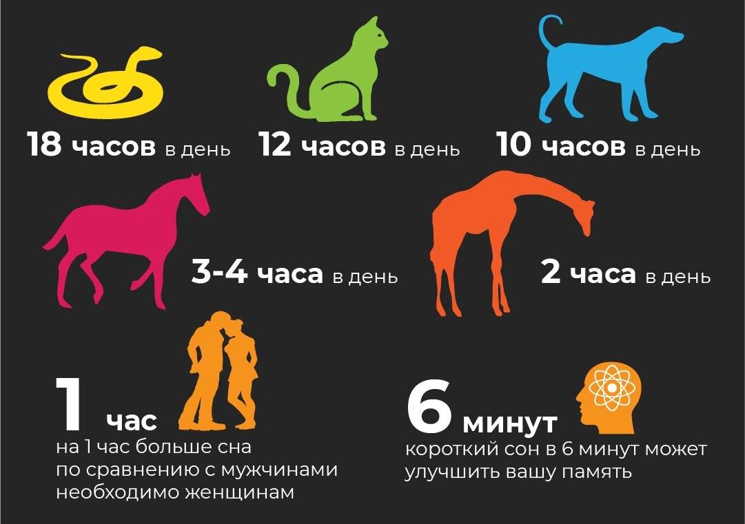 Сколько часов в день спят собаки? - факты и развлечения для собак 2021