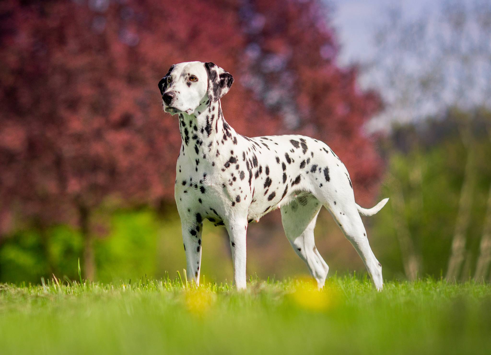 Собака далматинец: характеристика, описание породы и характер далматина