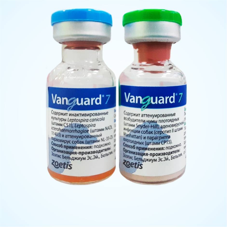 Прививка вангард для собак и щенков │ для прививок используется вангард 5 и 7