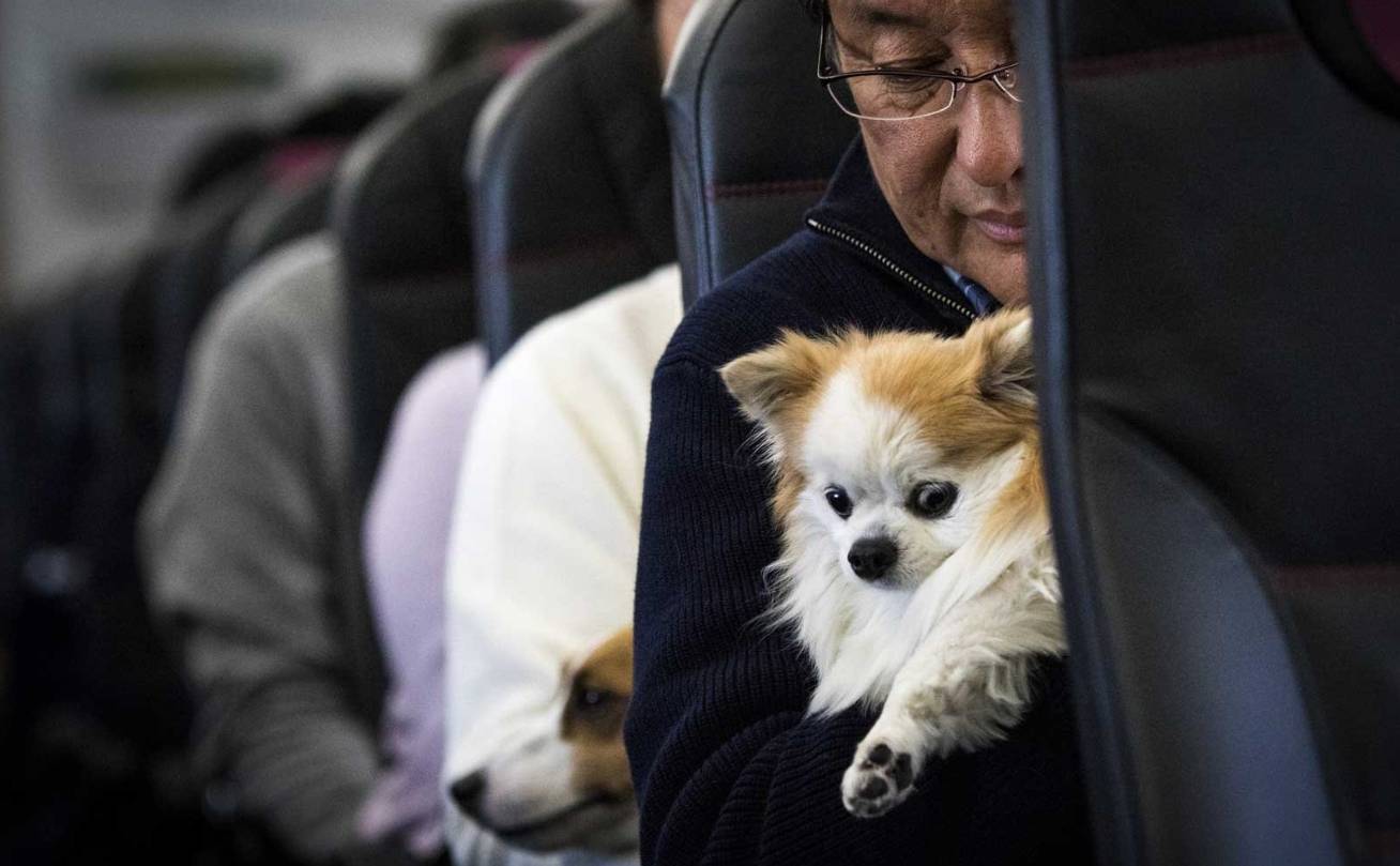 Правила перевозки собак-поводырей в самолете