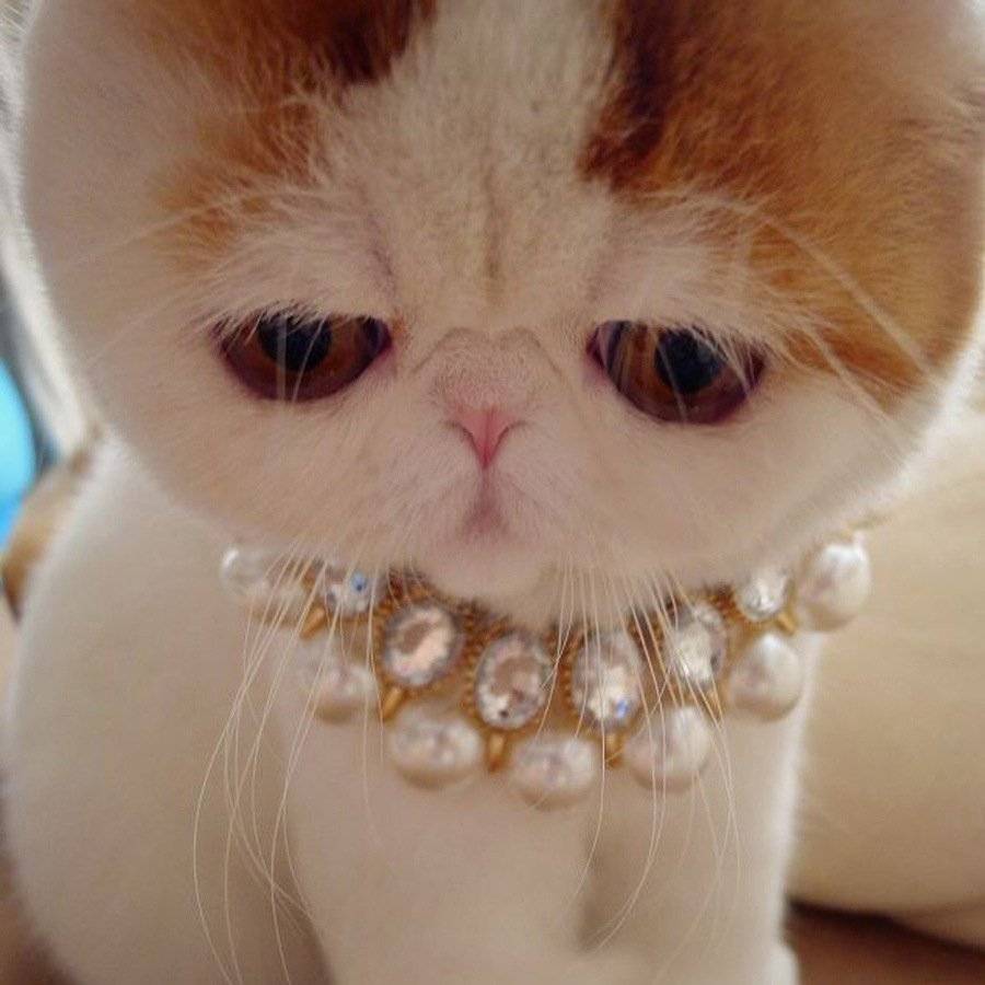 Самые милые котята (46 фото): список самых милых в мире пород кошек. как выбрать кота?
