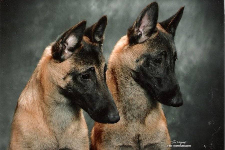 Топ-10: самые умные породы собак с фото и описанием