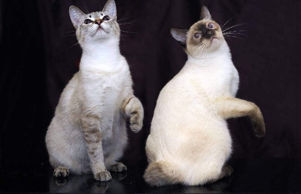 Уссурийская кошка порода кошки с фото