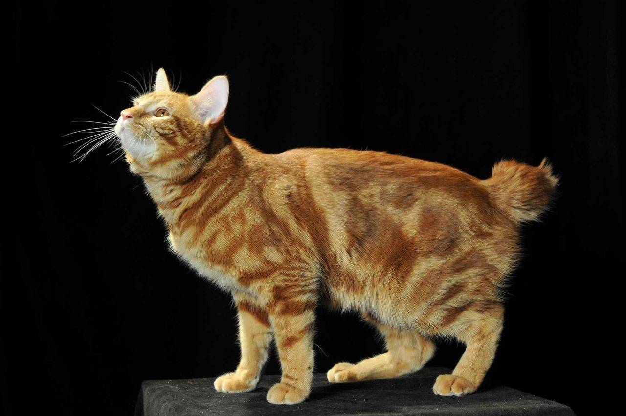 Кошки породы американский бобтейл: описание, характер, особенности ухода