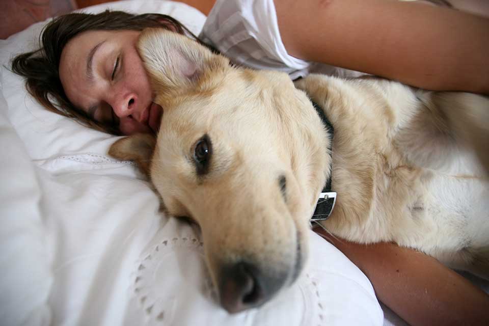 Почему собаки любят спать с хозяином: объяснения опытных заводчиков